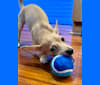 Oliver, a Chihuahua and Poodle (Small) mix tested with EmbarkVet.com