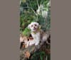 Cleo, a Poodle (Small) and Chihuahua mix tested with EmbarkVet.com