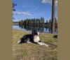 Milo, a Border Collie and McNab mix tested with EmbarkVet.com