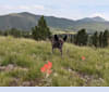 Kida, a Labrador Retriever and Australian Cattle Dog mix tested with EmbarkVet.com