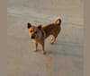 Dingo, a Southeast Asian Village Dog tested with EmbarkVet.com