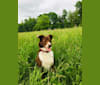Gizmo, an Australian Shepherd and Beagle mix tested with EmbarkVet.com