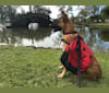 Reaper, a Belgian Shepherd tested with EmbarkVet.com