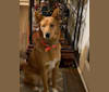 Buddy, a Siberian Husky and Golden Retriever mix tested with EmbarkVet.com