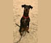 Yulie, a Manchester Terrier (Standard) tested with EmbarkVet.com
