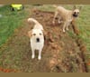 Benny, a Great Pyrenees and Mountain Cur mix tested with EmbarkVet.com