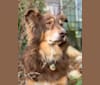 Rosie O'Doggell, an Australian Shepherd and German Shepherd Dog mix tested with EmbarkVet.com