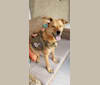 Copper, a German Shepherd Dog and American Pit Bull Terrier mix tested with EmbarkVet.com