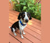 Aukan, a Treeing Walker Coonhound and American English Coonhound mix tested with EmbarkVet.com