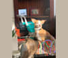 Photo of Milo, a Chihuahua and Mixed mix in Blacksburg, Virginia, USA
