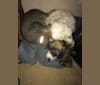 Photo of Mogwai, a Cocker Spaniel, Dachshund, Shih Tzu, and American Eskimo Dog mix in Enid, Oklahoma, USA