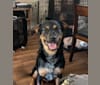 Photo of Sterling Malory “Archer”, an Australian Cattle Dog, American Pit Bull Terrier, German Shepherd Dog, and Mixed mix in Arkansas, USA