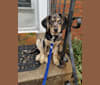 Cyrus, a German Shepherd Dog and Catahoula Leopard Dog mix tested with EmbarkVet.com