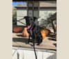 Aria, a Labrador Retriever and Australian Cattle Dog mix tested with EmbarkVet.com