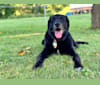 Logan, a Labrador Retriever and Miniature/MAS-type Australian Shepherd mix tested with EmbarkVet.com