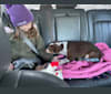 Kota, an Australian Cattle Dog and Labrador Retriever mix tested with EmbarkVet.com
