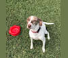 Miss Gigi, a Pointer and American Pit Bull Terrier mix tested with EmbarkVet.com