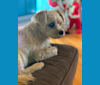 Obi Wan, a Lhasa Apso and Yorkshire Terrier mix tested with EmbarkVet.com