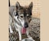 Nikan, a German Shepherd Dog and Alaskan Malamute mix tested with EmbarkVet.com