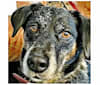 Tessa, a German Shorthaired Pointer and Chow Chow mix tested with EmbarkVet.com