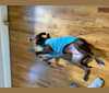 Bubbles, a Boxer and Labrador Retriever mix tested with EmbarkVet.com