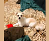 Photo of Brody, a Chihuahua, Poodle (Small), Cocker Spaniel, Miniature Pinscher, and Mixed mix in California, USA