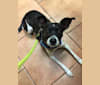 Bennie BeepBeep Boeing, a Chihuahua and Poodle (Small) mix tested with EmbarkVet.com