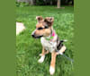 Chidi, an Australian Cattle Dog and German Shepherd Dog mix tested with EmbarkVet.com