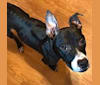 Photo of Journey, an American Pit Bull Terrier and American Staffordshire Terrier mix in Webster, New York, USA
