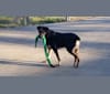Sprocket, a German Shepherd Dog and Chow Chow mix tested with EmbarkVet.com