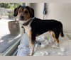 Rooney, a Beagle and Labrador Retriever mix tested with EmbarkVet.com
