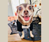 Prince Charming Palmer, a Chihuahua and Miniature Pinscher mix tested with EmbarkVet.com