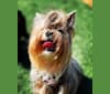 Gabby Now Star Tsarskaya Uteha, a Biewer Terrier and Havanese mix tested with EmbarkVet.com