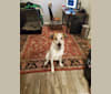 Photo of Gus, a Great Pyrenees, Australian Cattle Dog, and Border Collie mix in Oklahoma City, Oklahoma, USA