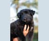 Photo of Hunter, a German Shepherd Dog and Irish Wolfhound mix