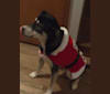 Kole Karter, a Siberian Husky and Labrador Retriever mix tested with EmbarkVet.com