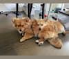 Leo, a Pomeranian and Poodle (Small) mix tested with EmbarkVet.com
