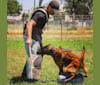 Fatty, a Belgian Shepherd tested with EmbarkVet.com