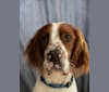 Johnny, an Irish Red and White Setter tested with EmbarkVet.com