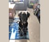 Indigo, an American Pit Bull Terrier and Labrador Retriever mix tested with EmbarkVet.com