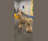 Charlie, a Poodle (Standard) tested with EmbarkVet.com