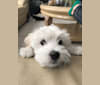 Nico, a Poodle (Small) and Maltese mix tested with EmbarkVet.com