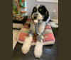 Finley, a Poodle (Standard) and Bernese Mountain Dog mix tested with EmbarkVet.com