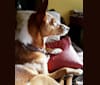 Penny Torres, a Western European Village Dog tested with EmbarkVet.com