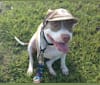 Photo of Millie, an American Pit Bull Terrier  in Pompano Beach, Florida, USA