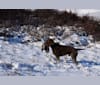 Cedarwood Canadian Quill, a Pudelpointer tested with EmbarkVet.com