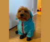 Photo of Hakeem, a Yorkshire Terrier  in New York, New York, USA