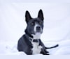Rebel, an American Pit Bull Terrier and Akita Inu mix tested with EmbarkVet.com