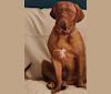 Chloe, a Dogue de Bordeaux tested with EmbarkVet.com