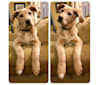 Josie, a Labrador Retriever and German Shepherd Dog mix tested with EmbarkVet.com